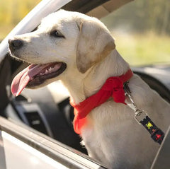 Dog Safety Belt